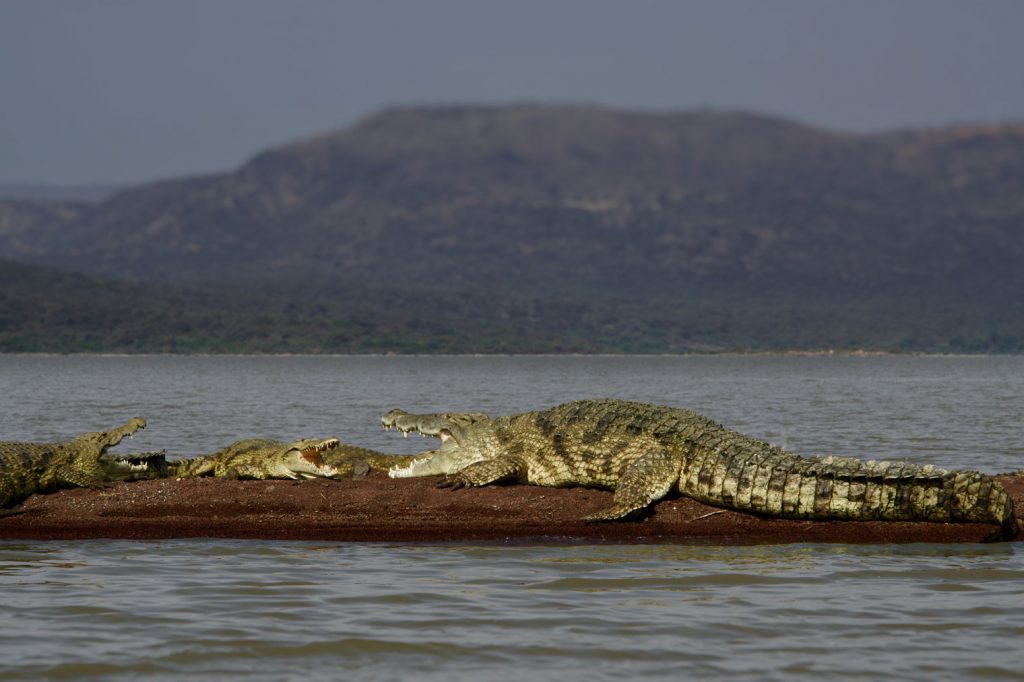 Crocodile-Nechisar-National-Park-Ethiopia-omo valley
