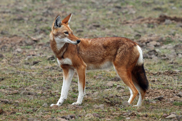 Simein-fox